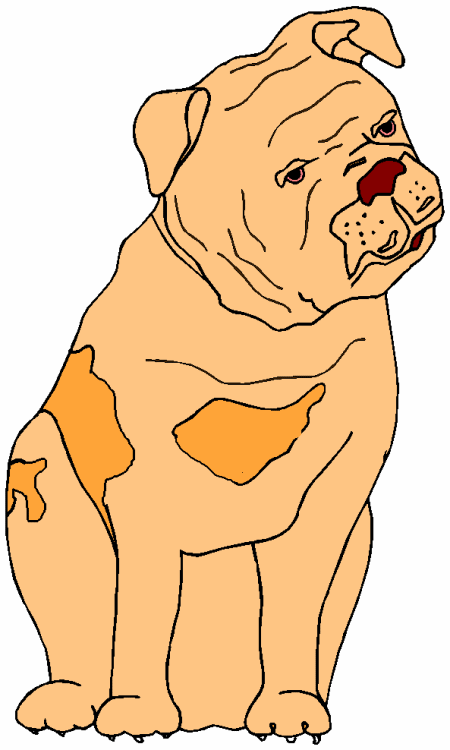 Bulldogge