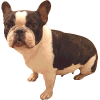Bulldogge hunde bilder