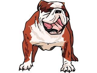 Bulldogge hunde bilder