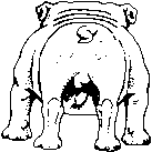 Bulldogge hunde bilder