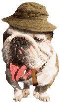 Bulldogge hunde bilder
