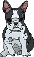 Bulldogge