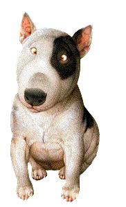Bullterrier hunde bilder