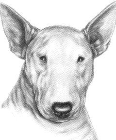 Bullterrier hunde bilder