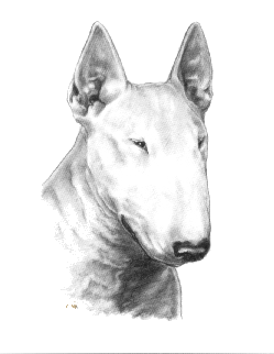 Bullterrier