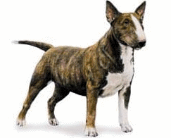 Bullterrier hunde bilder