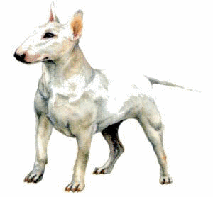 Bullterrier