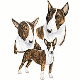 Bullterrier hunde bilder