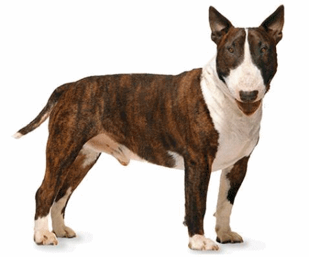 Bullterrier hunde bilder