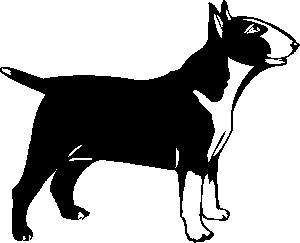 Bullterrier