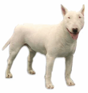 Bullterrier hunde bilder