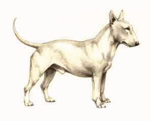 Bullterrier