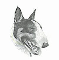 Bullterrier