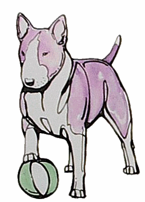 Bullterrier hunde bilder