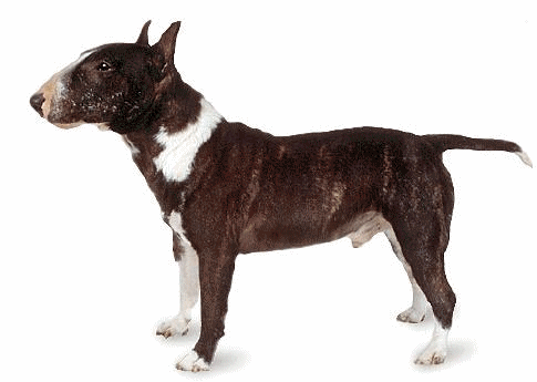 Bullterrier