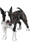 Bullterrier hunde bilder