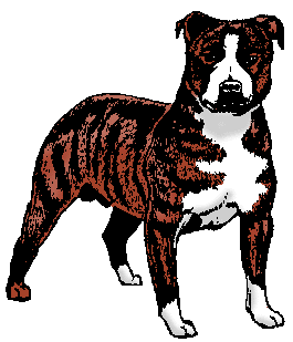 Bullterrier