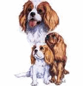 Cavalier hunde bilder