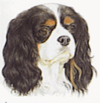 Cavalier hunde bilder