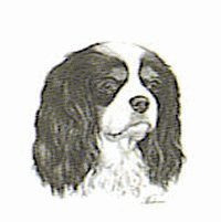 Cavalier hunde bilder