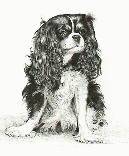 Cavalier hunde bilder