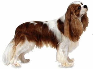 Cavalier hunde bilder