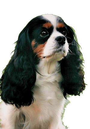 Cavalier hunde bilder