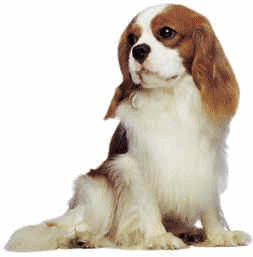 Cavalier hunde bilder