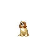 Cavalier hunde bilder