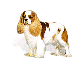 Cavalier hunde bilder