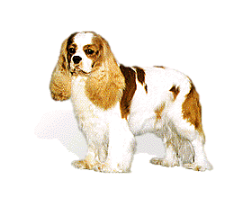 Cavalier hunde bilder