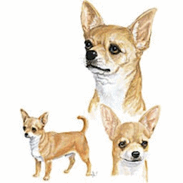 Chihuahua