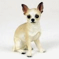 Chihuahua hunde bilder