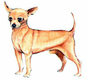 Chihuahua