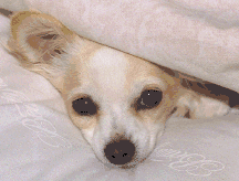 Chihuahua hunde bilder