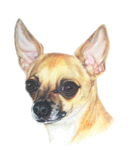 Chihuahua hunde bilder