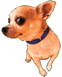 Chihuahua hunde bilder
