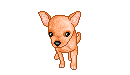 Chihuahua hunde bilder