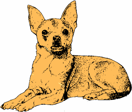 Chihuahua