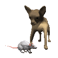 Chihuahua hunde bilder