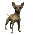 Chihuahua hunde bilder