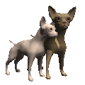 Chihuahua hunde bilder