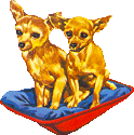 Chihuahua hunde bilder