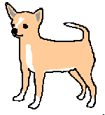 Chihuahua hunde bilder