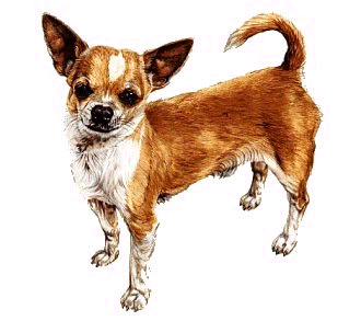 Chihuahua hunde bilder