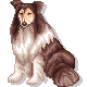Collie hunde bilder