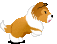 Collie hunde bilder