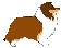 Collie hunde bilder