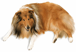 Collie hunde bilder