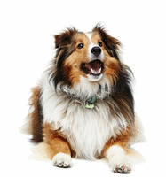 Collie hunde bilder